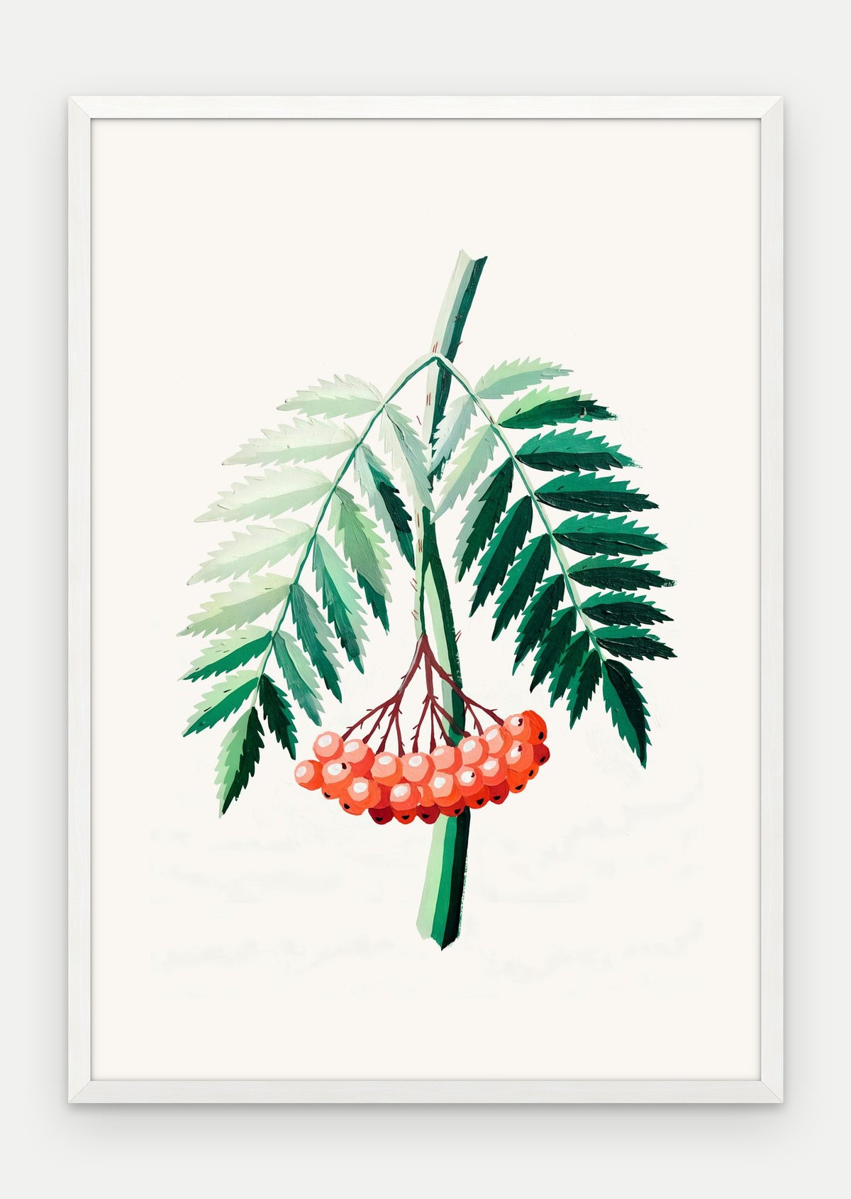 Plakat Jarzębina w ramie, oprawa: drewno białe, format 70 × 100 cm