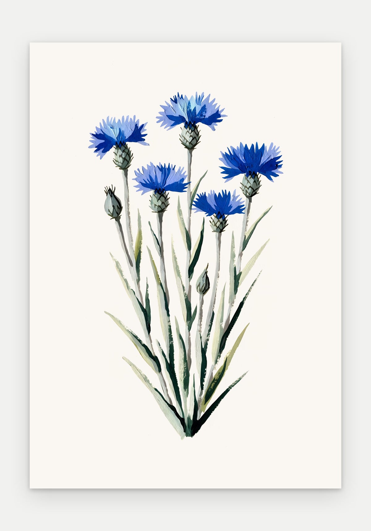 Plakat Chaber bławatek – plakat botaniczny, sam arkusz bez oprawy