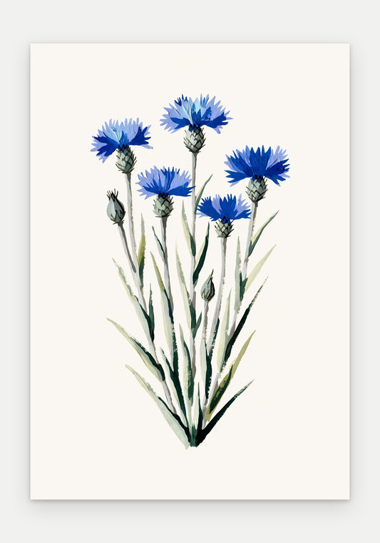 Plakat Chaber bławatek – plakat botaniczny, sam arkusz bez oprawy