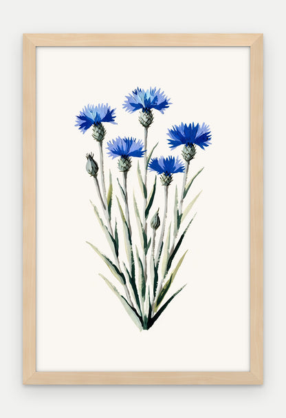 Plakat Chaber bławatek w ramie, oprawa: drewno naturalne, format 40 × 60 cm