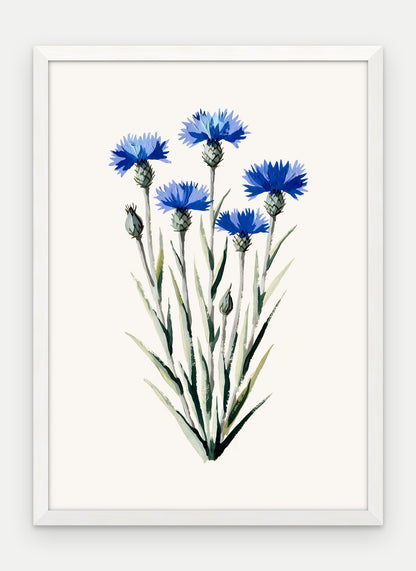 Plakat Chaber bławatek w ramie, oprawa: drewno białe, format 50 × 70 cm
