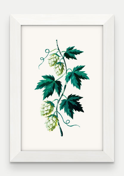 Obraz na płótnie Chmiel w ramie, oprawa: drewno białe, format 20 × 30 cm
