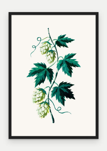 Plakat Chmiel w ramie, oprawa: drewno czarne, format 70 × 100 cm