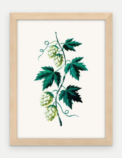 Plakat Chmiel w ramie, oprawa: drewno naturalne, format 30 × 40 cm