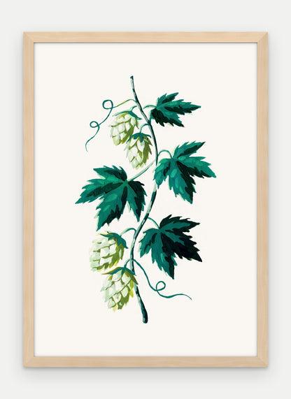Plakat Chmiel w ramie, oprawa: drewno naturalne, format 50 × 70 cm