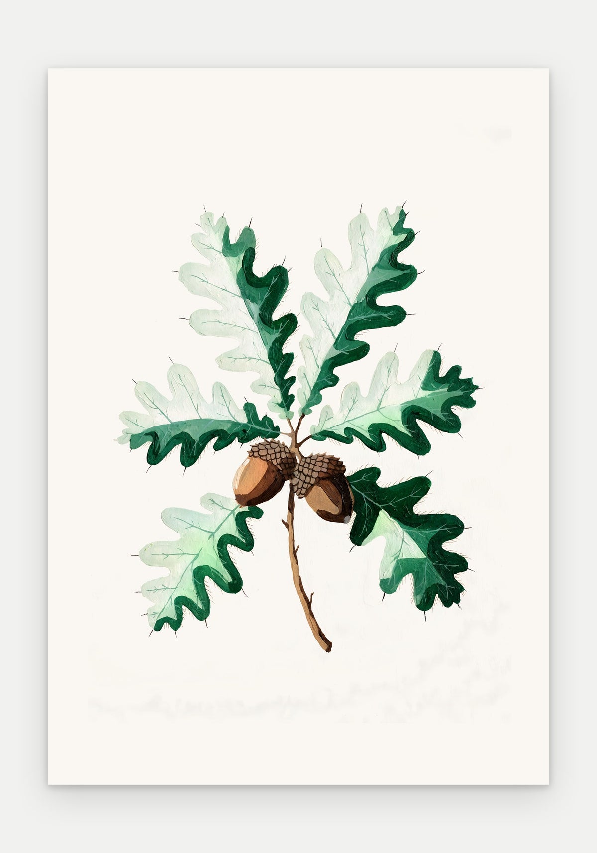 Plakat Dąb szypułkowy – plakat botaniczny, sam arkusz bez oprawy