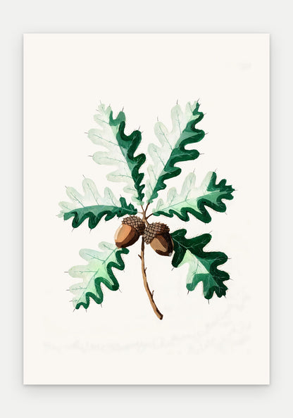 Plakat Dąb szypułkowy – plakat botaniczny, sam arkusz bez oprawy