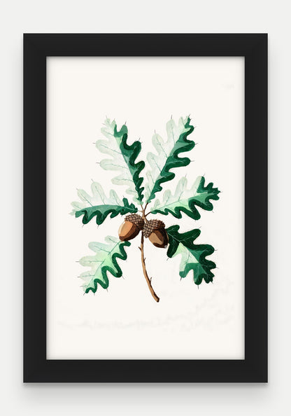 Obraz na płótnie Dąb szypułkowy w ramie, oprawa: drewno czarne, format 20 × 30 cm