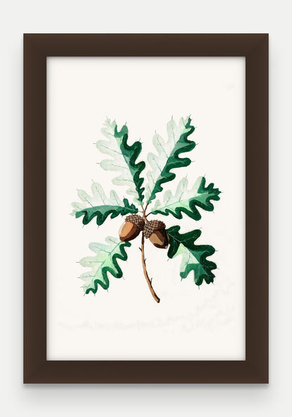 Obraz na płótnie Dąb szypułkowy w ramie, oprawa: drewno brązowe, format 20 × 30 cm