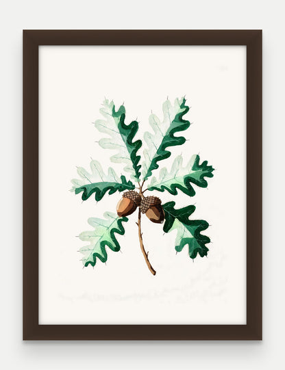 Obraz na płótnie Dąb szypułkowy w ramie, oprawa: drewno brązowe, format 30 × 40 cm