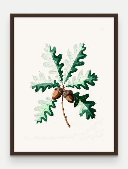 Obraz na płótnie Dąb szypułkowy w ramie, oprawa: drewno brązowe, format 60 × 80 cm