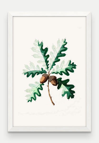 Obraz na płótnie Dąb szypułkowy w ramie, oprawa: drewno białe, format 40 × 60 cm
