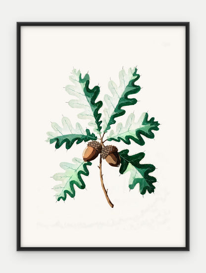 Plakat Dąb szypułkowy w ramie, oprawa: aluminium czarne, format 30 × 40 cm