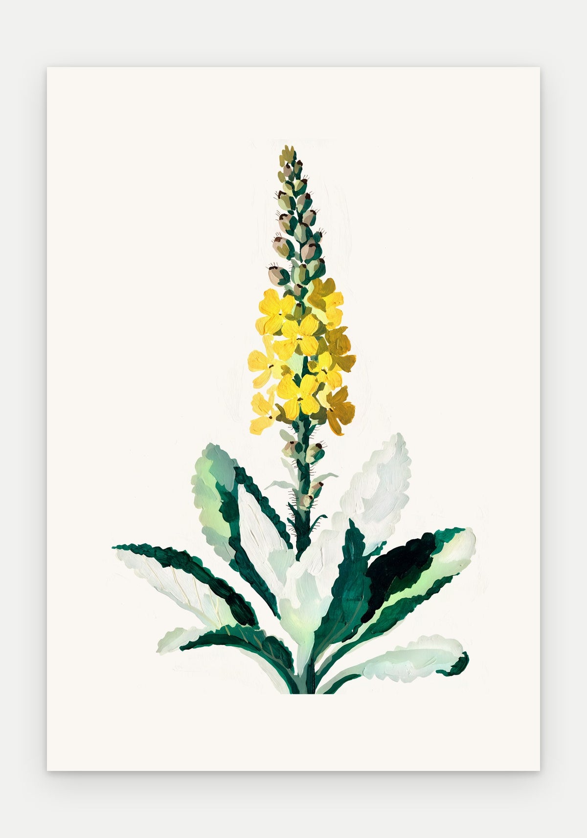 Plakat Dziewanna – plakat botaniczny, sam arkusz bez oprawy