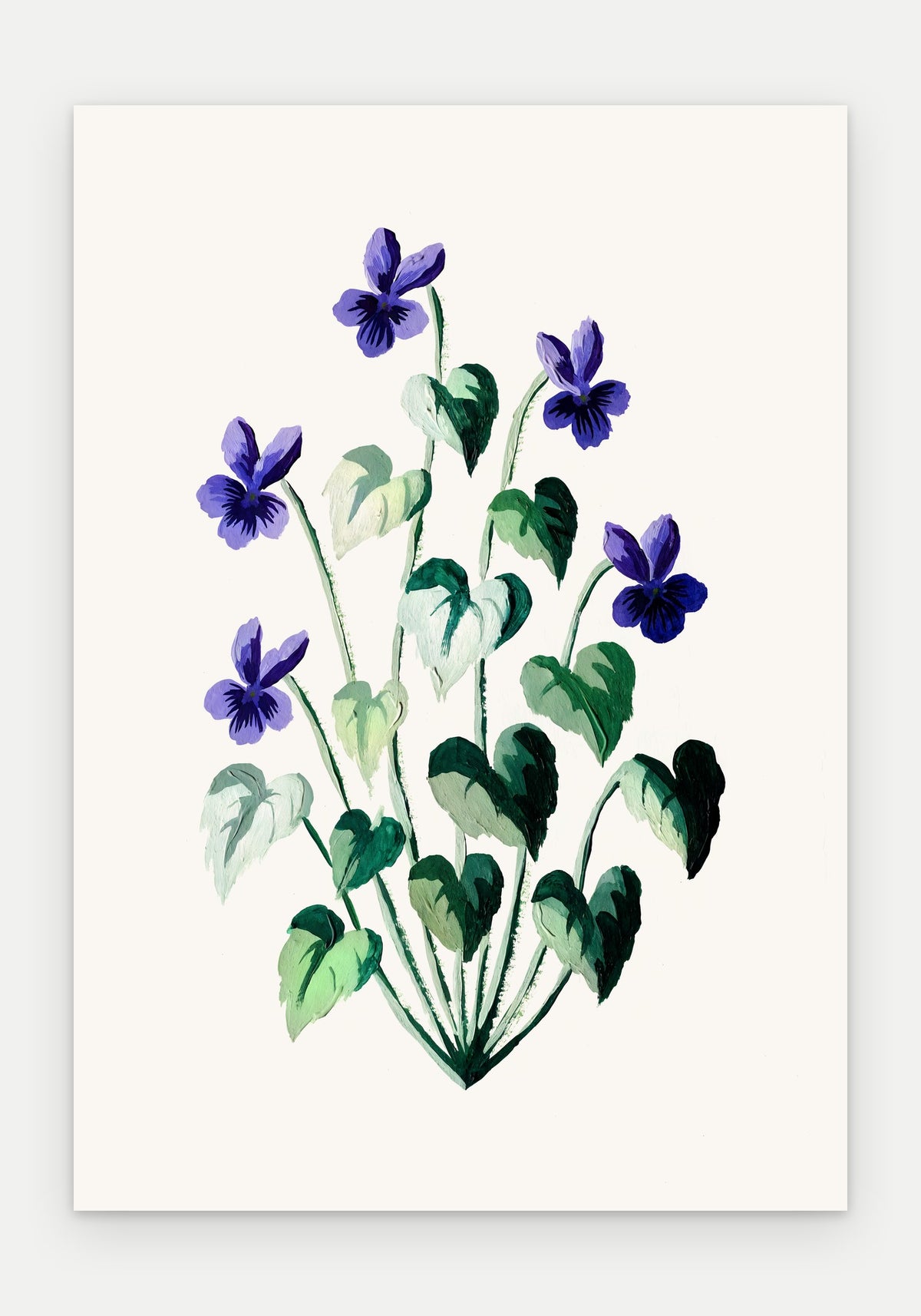 Plakat Fiołek wonny – plakat botaniczny, sam arkusz bez oprawy