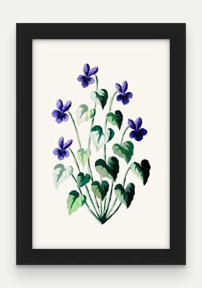 Obraz na płótnie Fiołek wonny w ramie, oprawa: drewno czarne, format 20 × 30 cm