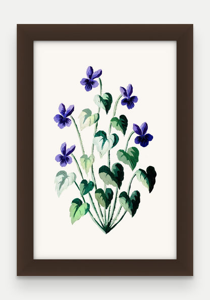 Obraz na płótnie Fiołek wonny w ramie, oprawa: drewno brązowe, format 20 × 30 cm