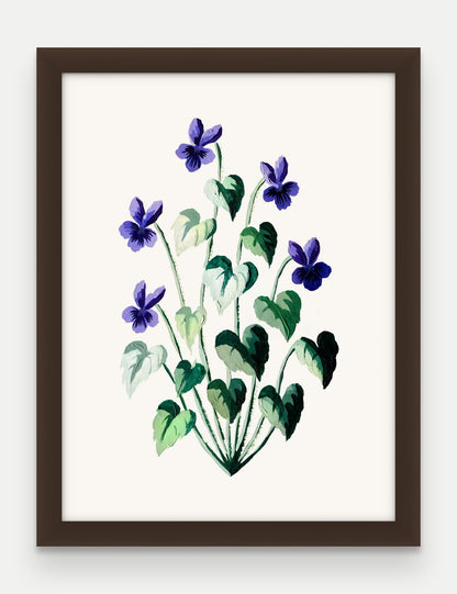 Obraz na płótnie Fiołek wonny w ramie, oprawa: drewno brązowe, format 30 × 40 cm