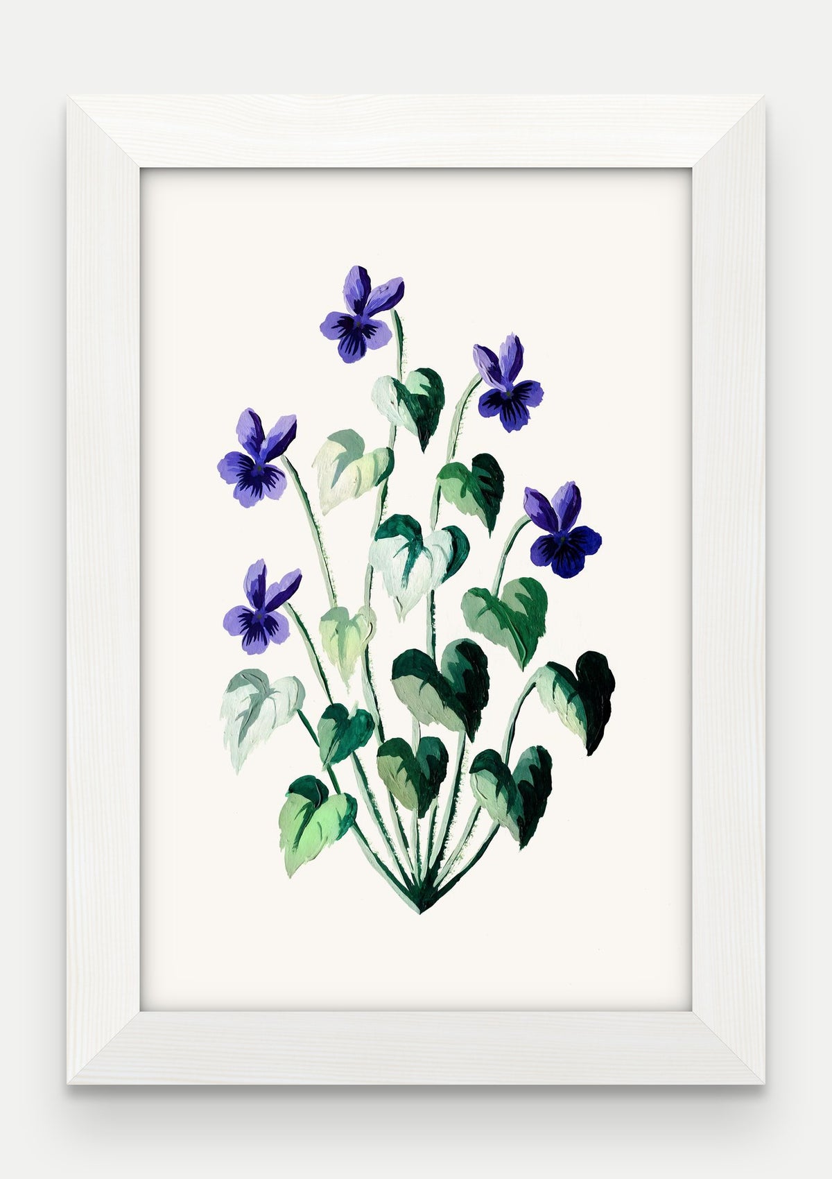 Obraz na płótnie Fiołek wonny w ramie, oprawa: drewno białe, format 20 × 30 cm