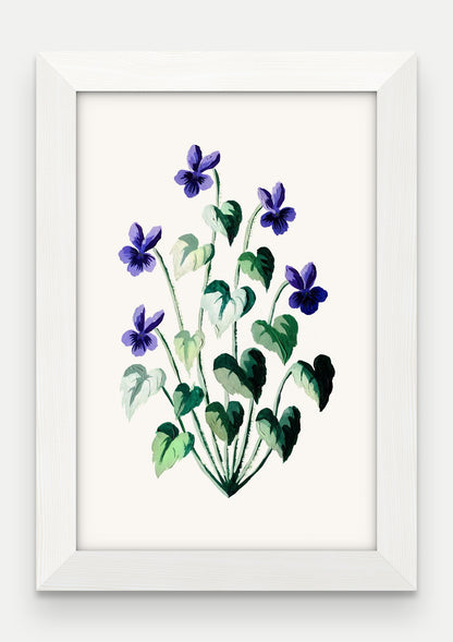 Obraz na płótnie Fiołek wonny w ramie, oprawa: drewno białe, format 20 × 30 cm