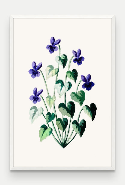 Obraz na płótnie Fiołek wonny w ramie, oprawa: drewno białe, format 80 × 120 cm