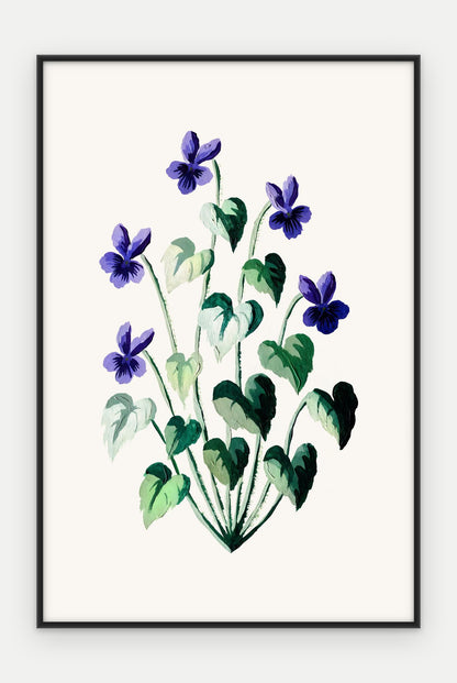 Plakat Fiołek wonny w ramie, oprawa: aluminium czarne, format 40 × 60 cm