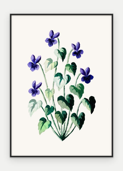 Plakat Fiołek wonny w ramie, oprawa: aluminium czarne, format 50 × 70 cm