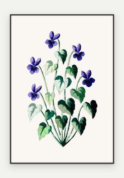 Plakat Fiołek wonny w ramie, oprawa: aluminium czarne, format 70 × 100 cm