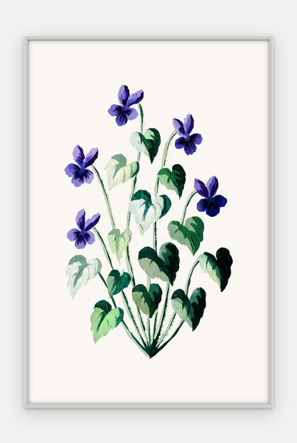 Plakat Fiołek wonny w ramie, oprawa: aluminium srebrne, format 40 × 60 cm
