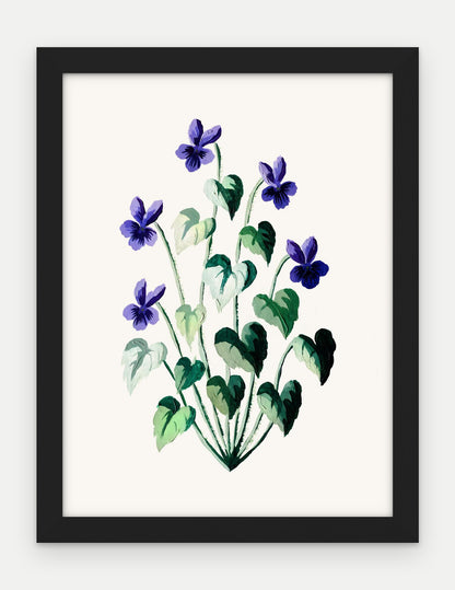 Plakat Fiołek wonny w ramie, oprawa: drewno czarne, format 30 × 40 cm