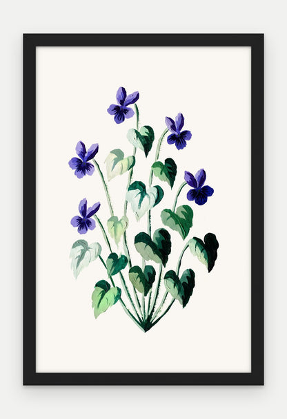 Plakat Fiołek wonny w ramie, oprawa: drewno czarne, format 40 × 60 cm