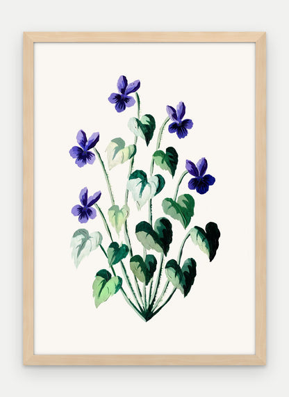 Plakat Fiołek wonny w ramie, oprawa: drewno naturalne, format 50 × 70 cm