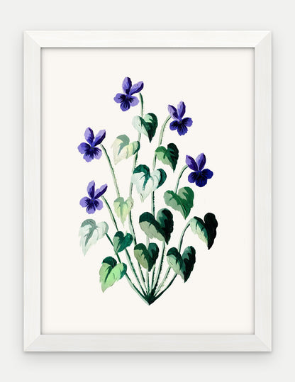 Plakat Fiołek wonny w ramie, oprawa: drewno białe, format 30 × 40 cm