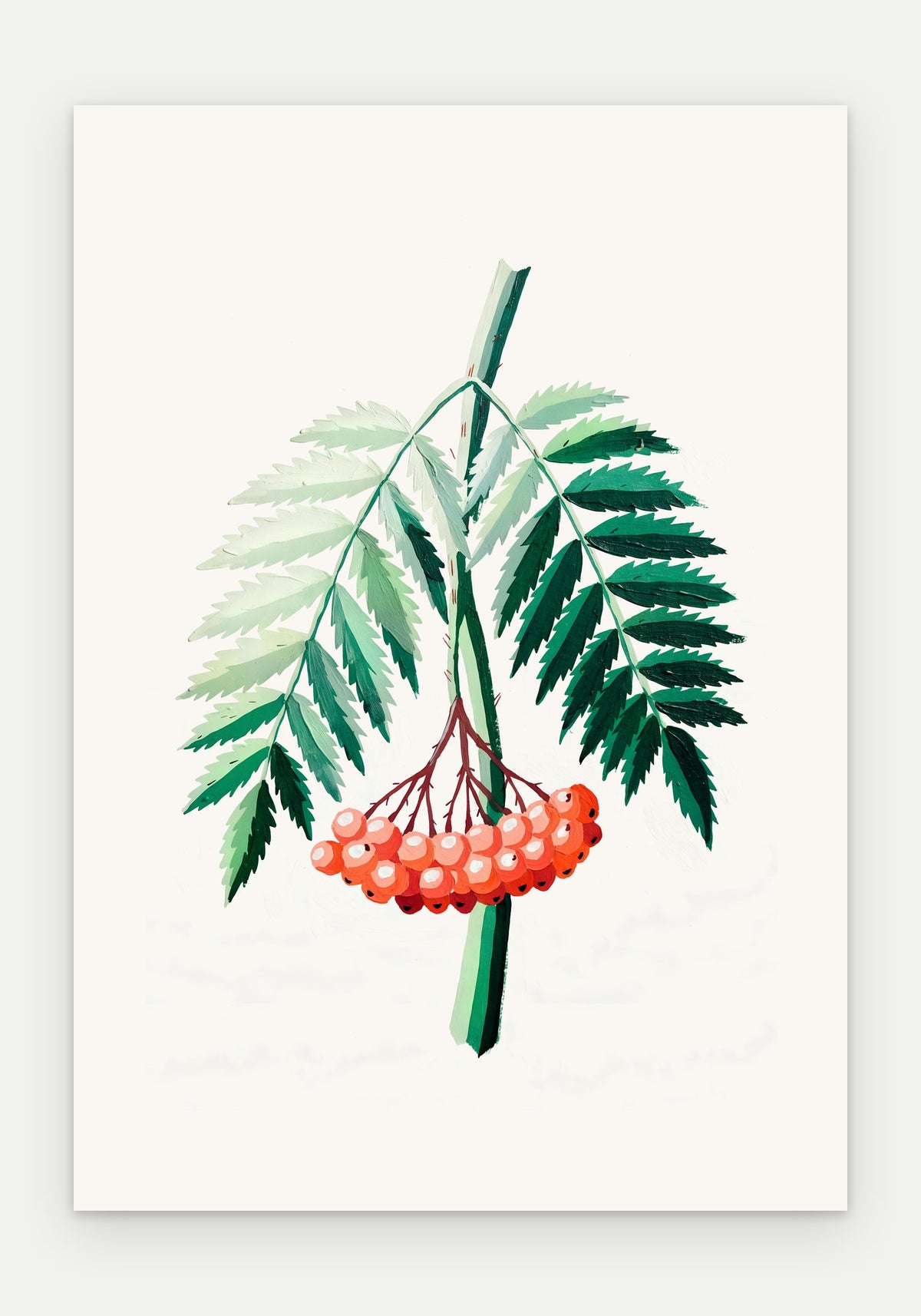 Plakat Jarzębina – plakat botaniczny, sam arkusz bez oprawy