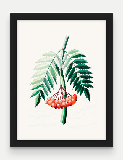Obraz na płótnie Jarzębina w ramie, oprawa: drewno czarne, format 30 × 40 cm