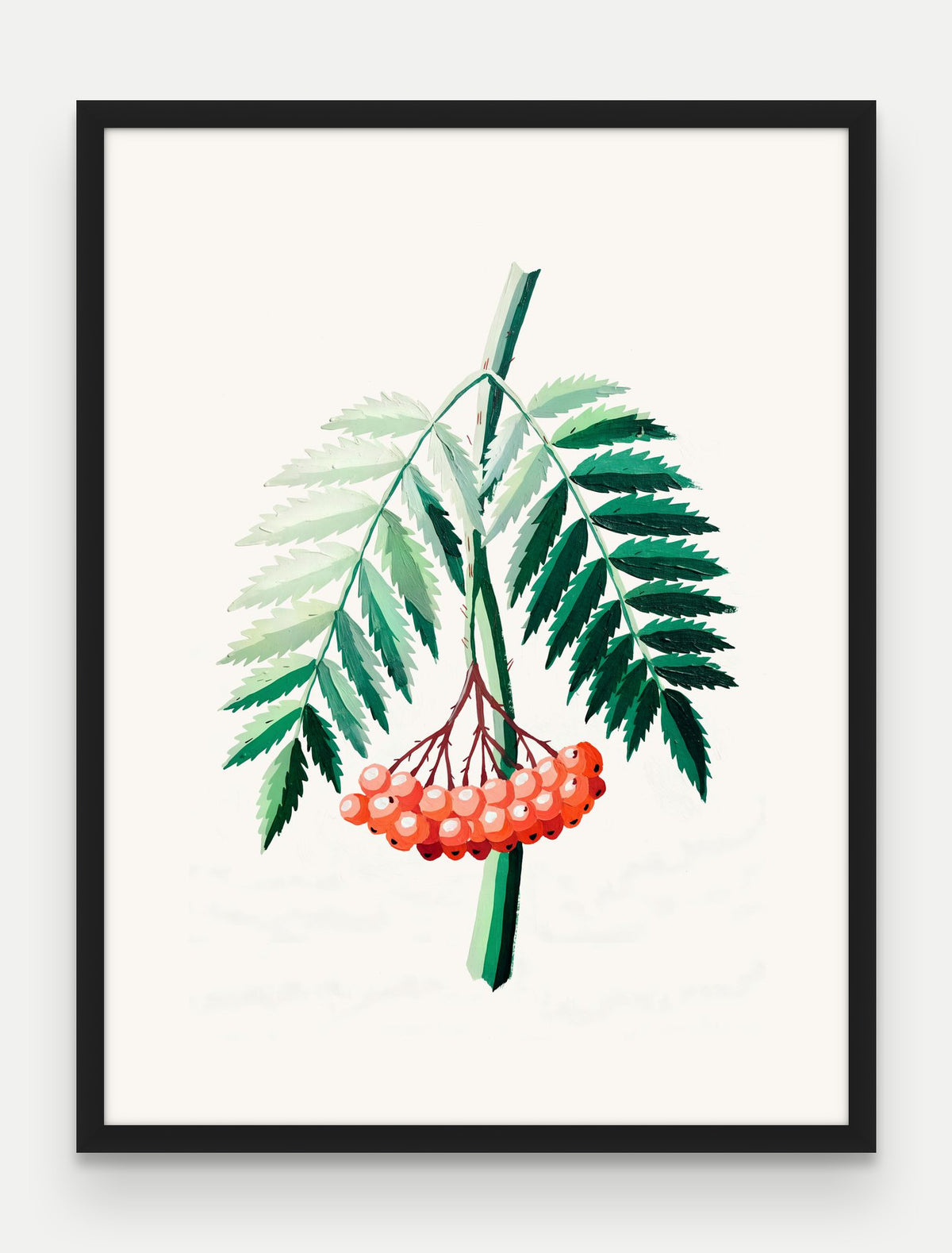 Obraz na płótnie Jarzębina w ramie, oprawa: drewno czarne, format 60 × 80 cm