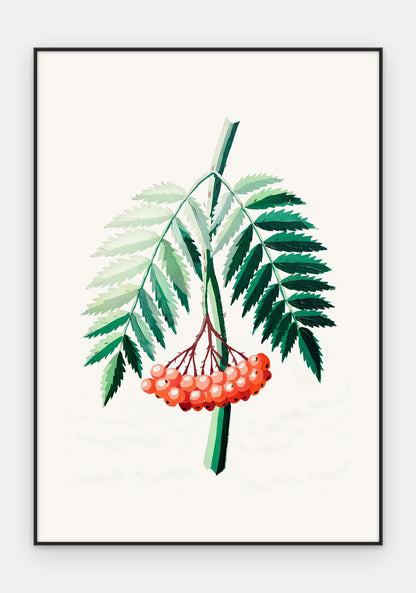 Plakat Jarzębina w ramie, oprawa: aluminium czarne, format 70 × 100 cm