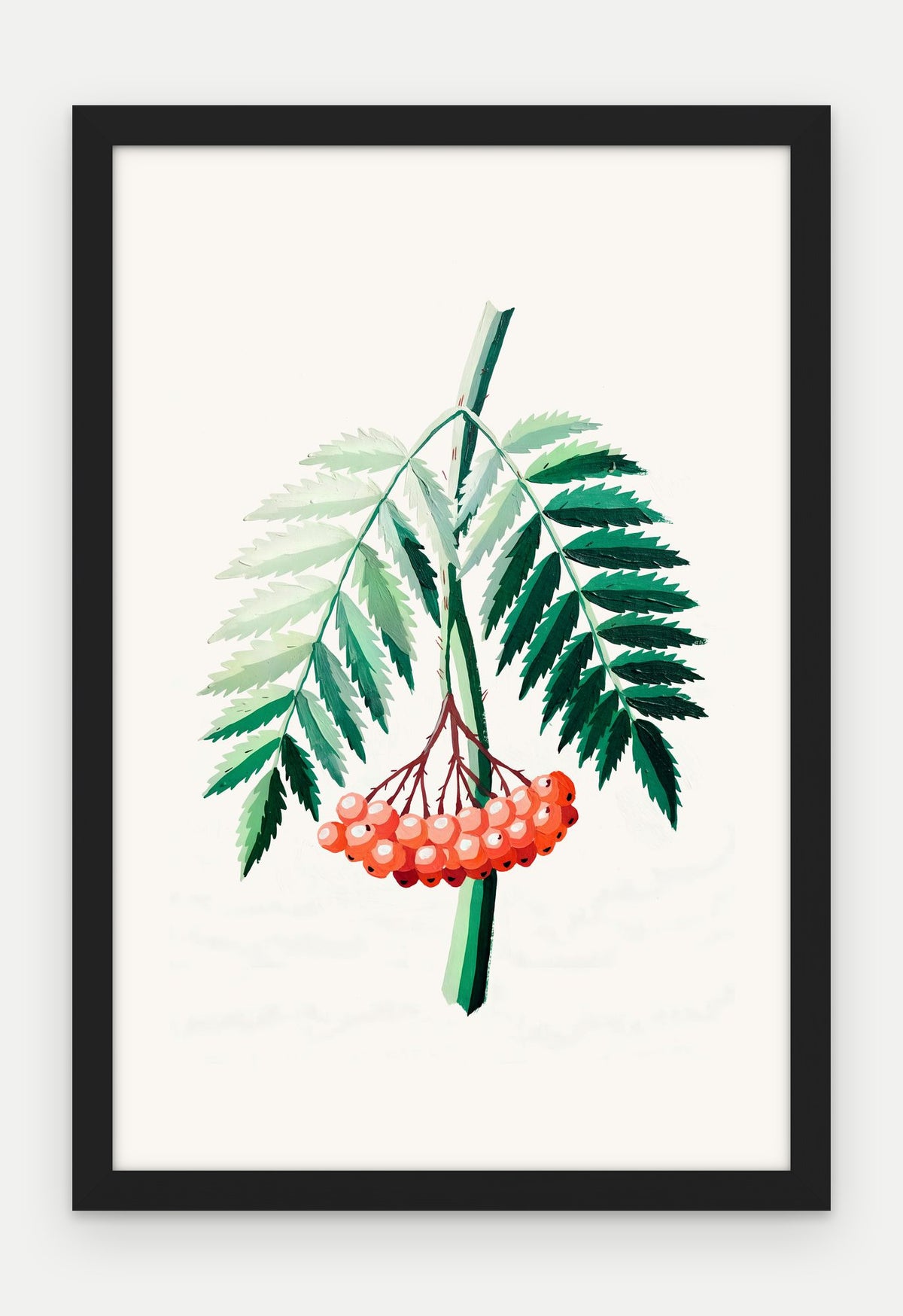 Plakat Jarzębina w ramie, oprawa: drewno czarne, format 40 × 60 cm