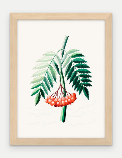Plakat Jarzębina w ramie, oprawa: drewno naturalne, format 30 × 40 cm