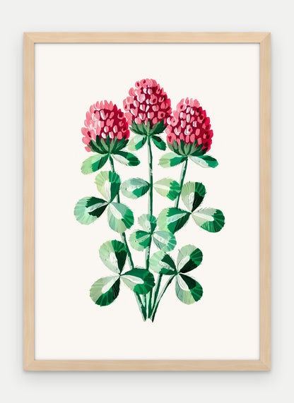 Plakat Koniczyna łąkowa w ramie, oprawa: drewno naturalne, format 50 × 70 cm