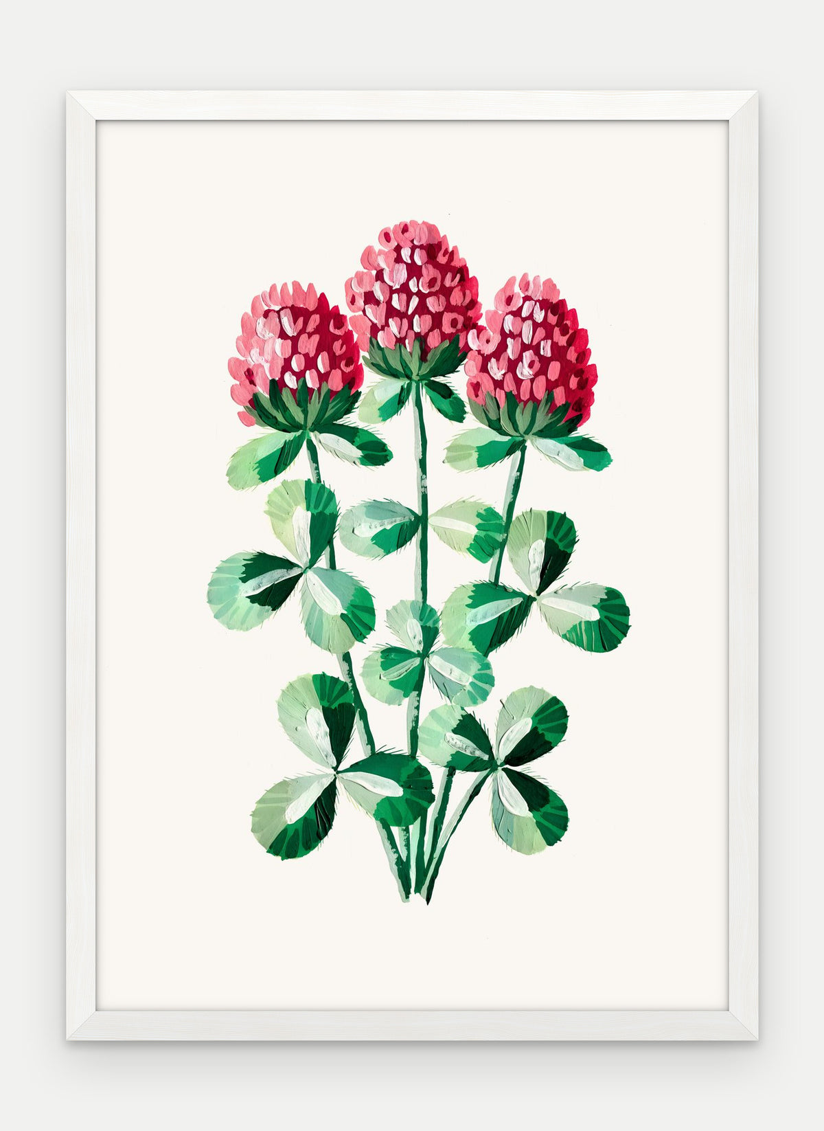 Plakat Koniczyna łąkowa w ramie, oprawa: drewno białe, format 50 × 70 cm