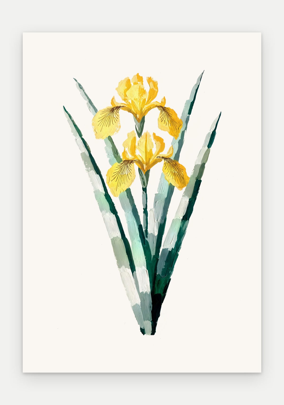 Plakat Irys żółty – plakat botaniczny, sam arkusz bez oprawy