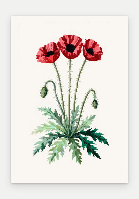 Plakat Mak polny – plakat botaniczny, sam arkusz bez oprawy