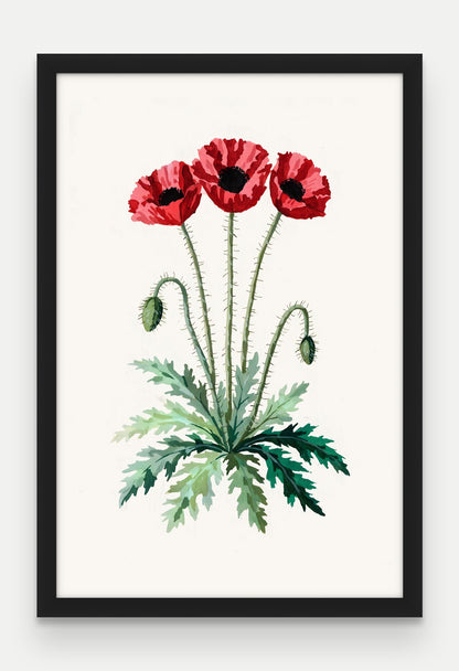 Obraz na płótnie Mak polny w ramie, oprawa: drewno czarne, format 40 × 60 cm