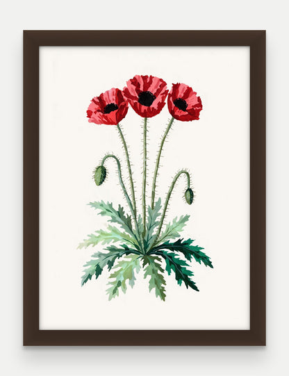 Obraz na płótnie Mak polny w ramie, oprawa: drewno brązowe, format 30 × 40 cm