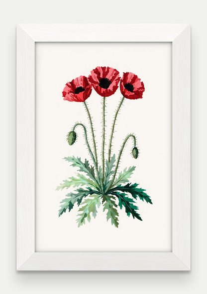 Obraz na płótnie Mak polny w ramie, oprawa: drewno białe, format 20 × 30 cm