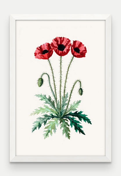 Obraz na płótnie Mak polny w ramie, oprawa: drewno białe, format 40 × 60 cm