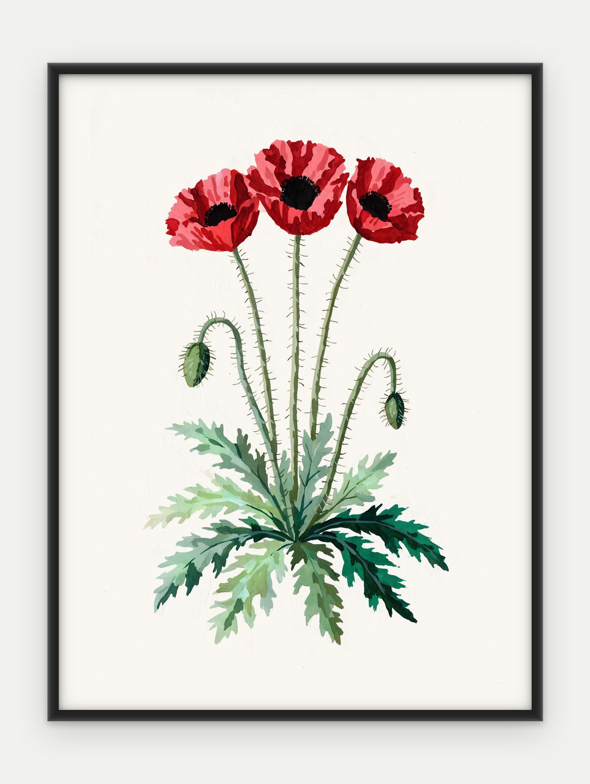 Plakat Mak polny w ramie, oprawa: aluminium czarne, format 30 × 40 cm