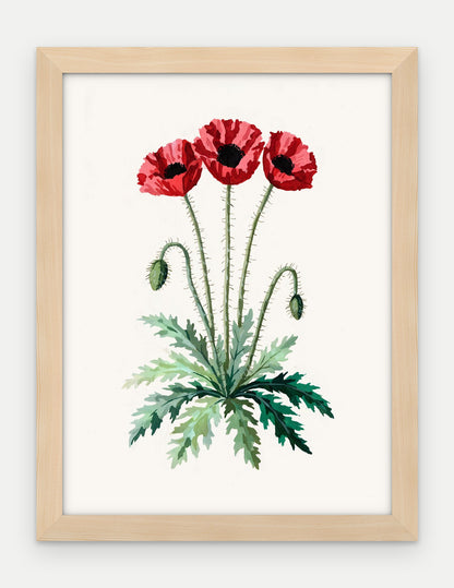 Plakat Mak polny w ramie, oprawa: drewno naturalne, format 30 × 40 cm