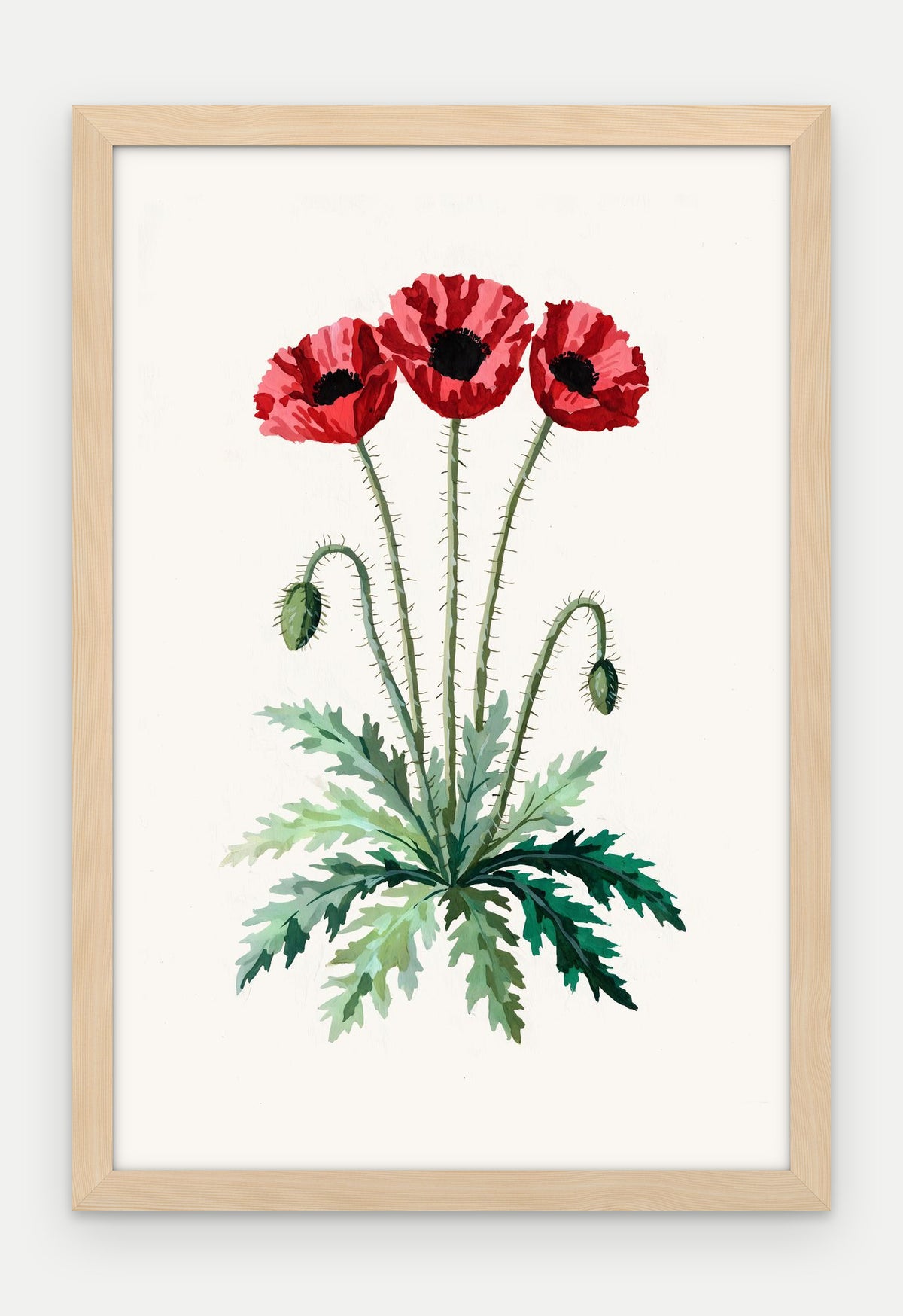 Plakat Mak polny w ramie, oprawa: drewno naturalne, format 40 × 60 cm